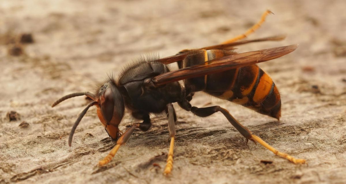 Szerszeń azjatycki - czy zabija? Szerszeń azjatycki - czy zabija?