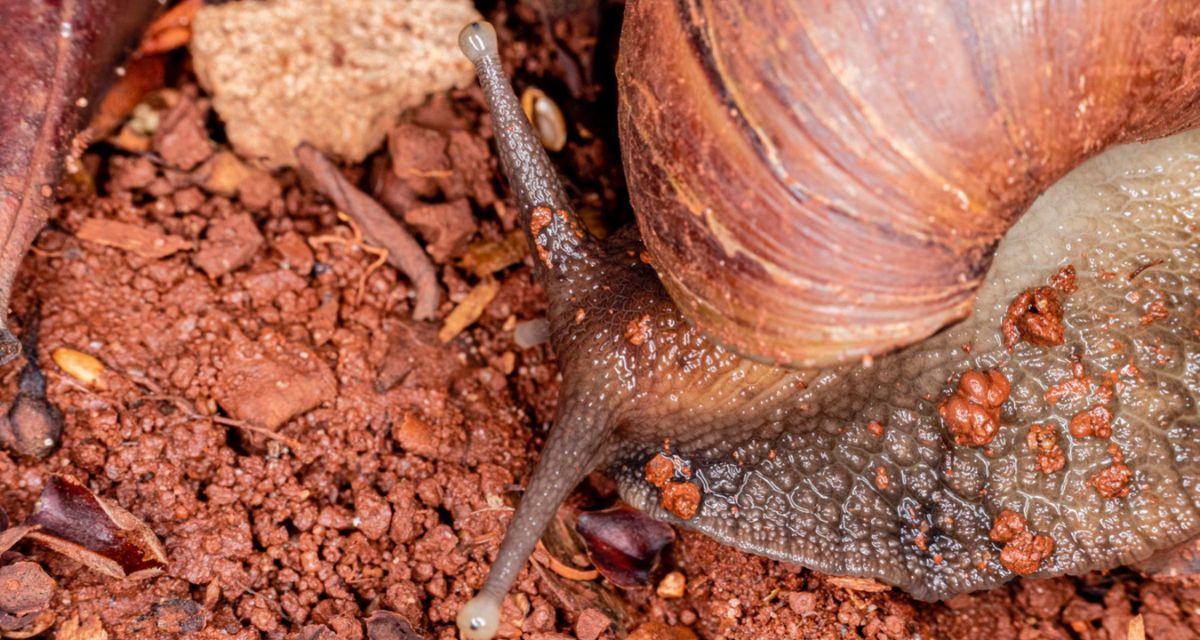 Cynamon na ślimaki w ogrodzie Cynamon na ślimaki w ogrodzie