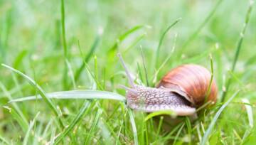 Cynamon na ślimaki w ogrodzie
