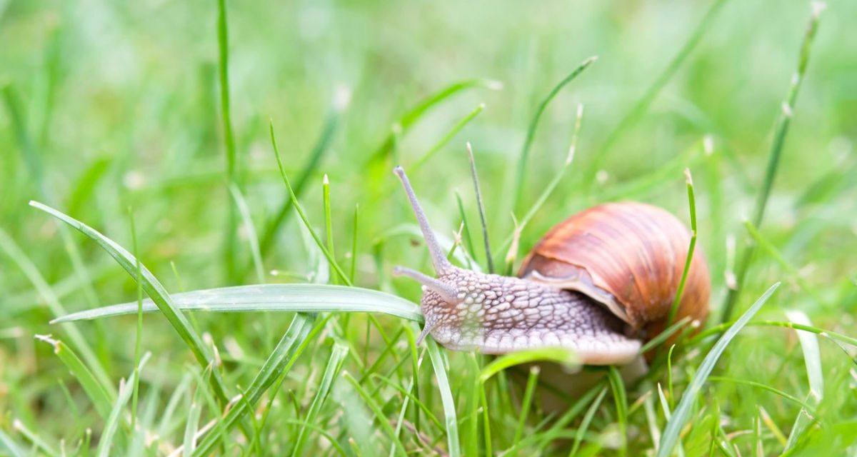 Cynamon na ślimaki w ogrodzie Cynamon na ślimaki w ogrodzie