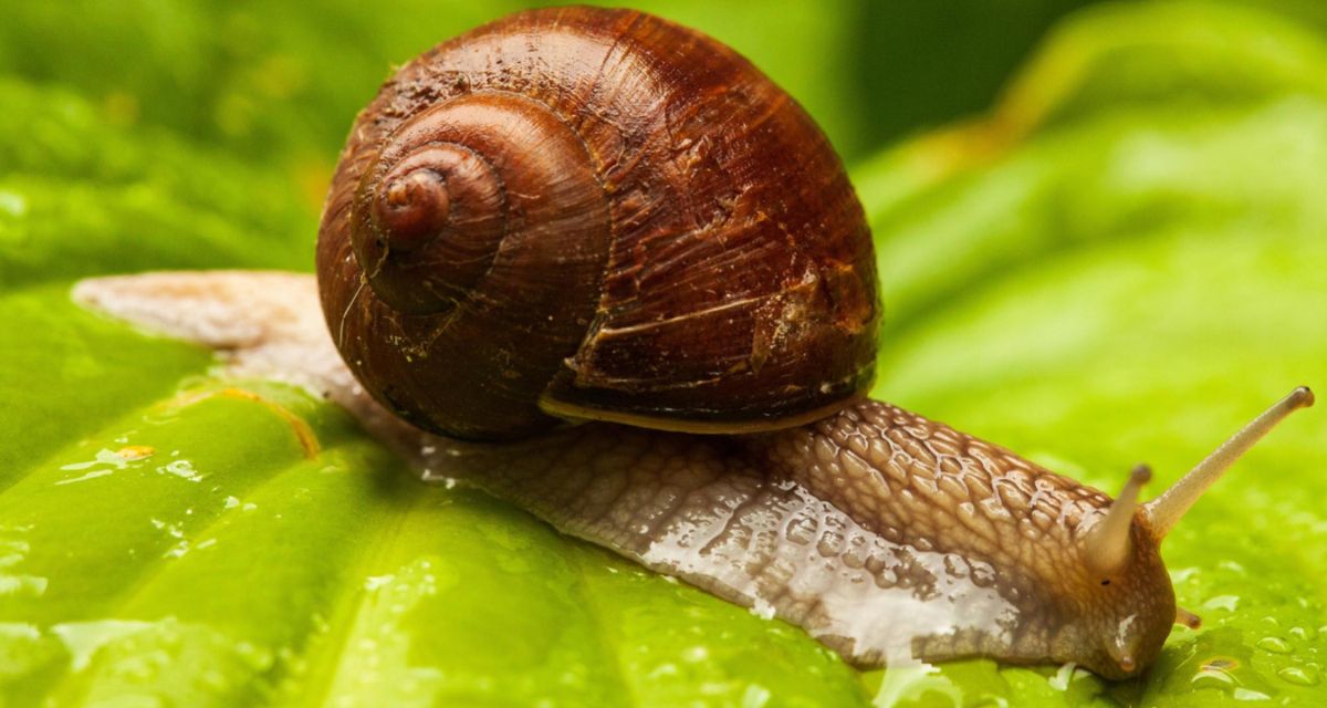 Cynamon na ślimaki w ogrodzie Cynamon na ślimaki w ogrodzie