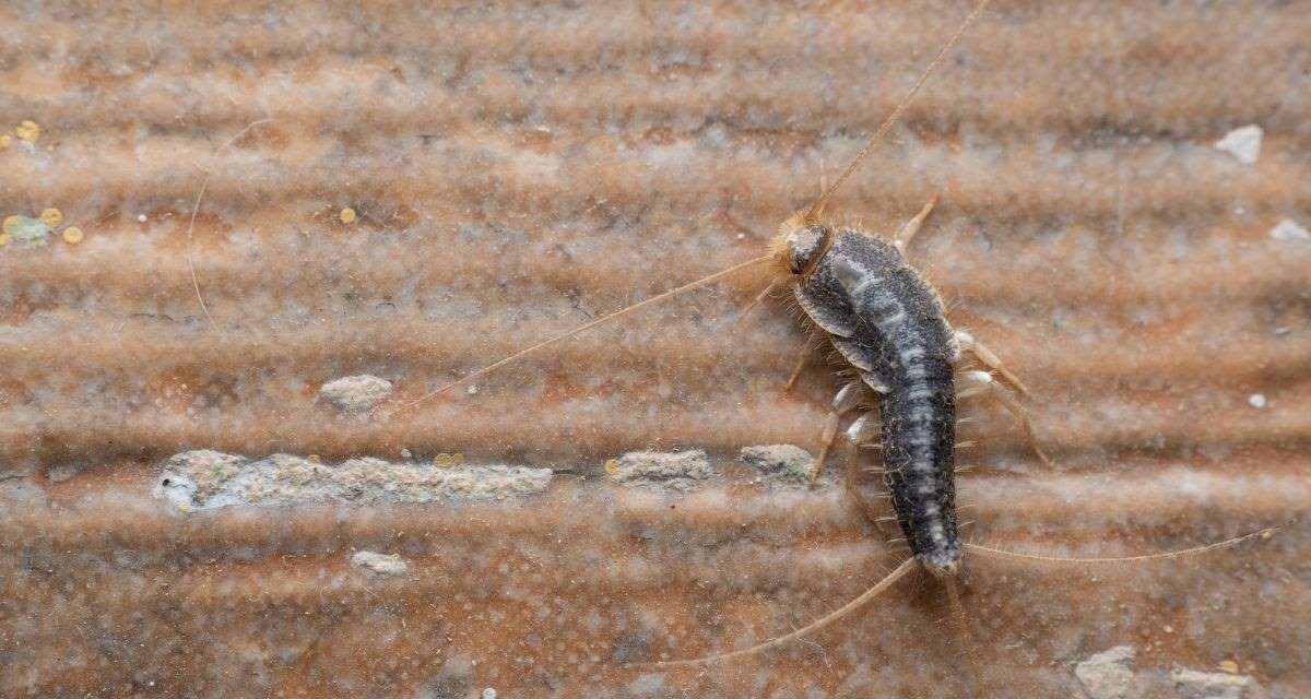 rybiki cukrowe/Freepik rybiki cukrowe