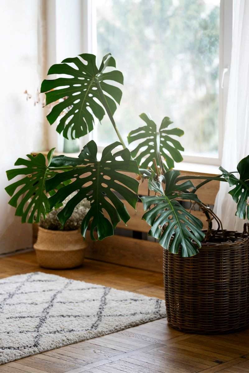 monstera w domu