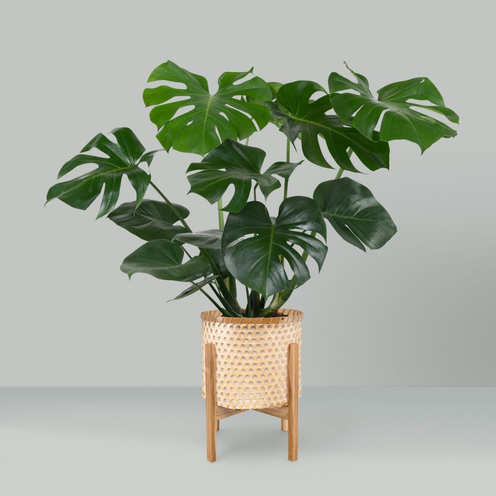 monstera w domu