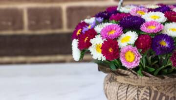 chryzantema w doniczce