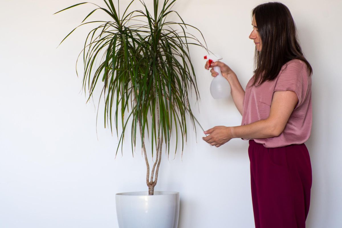 kwiat dracena pielęgnacja