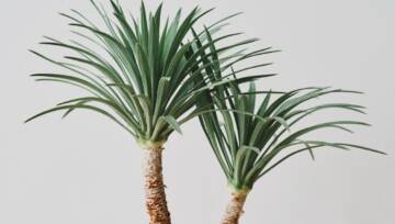 Kwiat dracena – pielęgnacja, wymagania, odmiany. Jak dbać o tę roślinę?