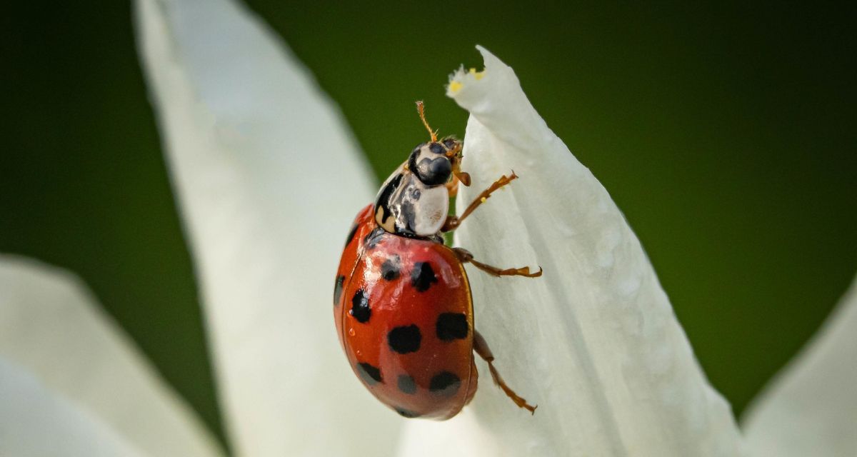 biedronka na płatku kwiatu