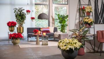 Jesienna Magia: poinsecje wprowadzą kolory i dobry nastrój do Twojego wnętrza