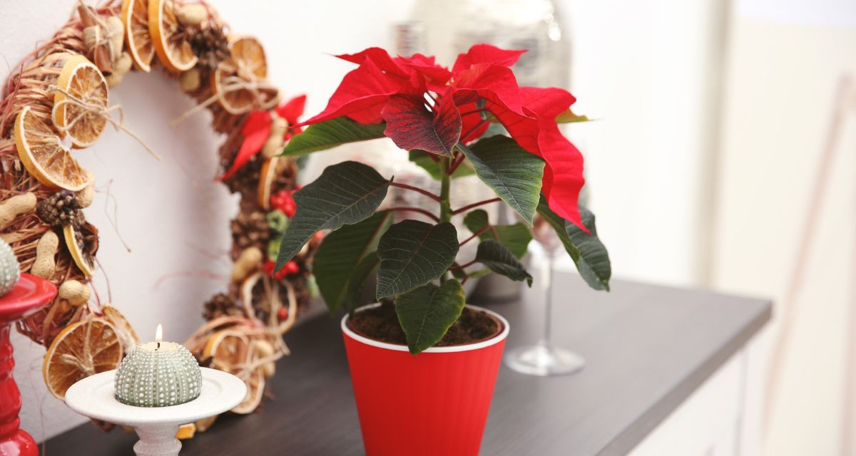 gwiazda betlejemska w doniczce Freepik gwiazda betlejemska w doniczce