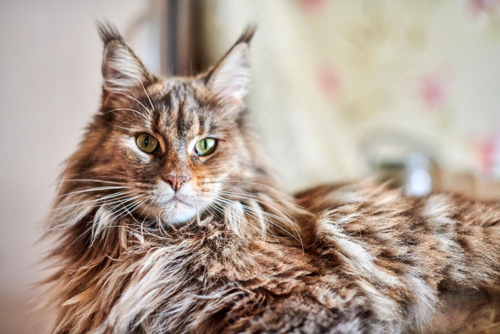  maine coon kot