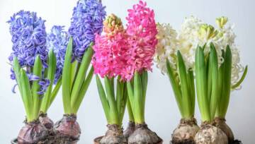 hiacynty w doniczkach - jak dbać