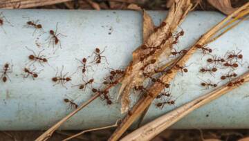 inwazja mrówek w ogrodzie