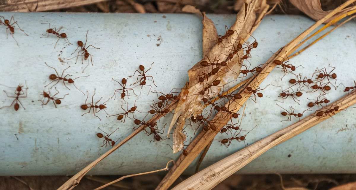 inwazja mrówek w ogrodzie