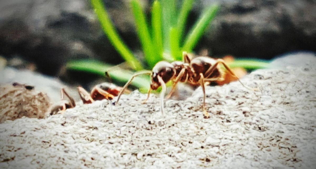jak się pozbyć mrówek