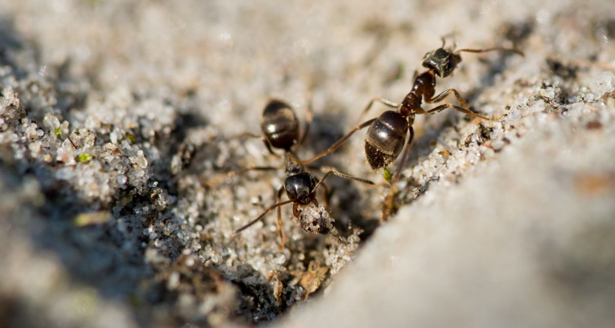 mrówki na piasku
