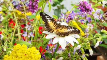 motyl-na-kwiatach