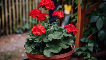 pelargonie
