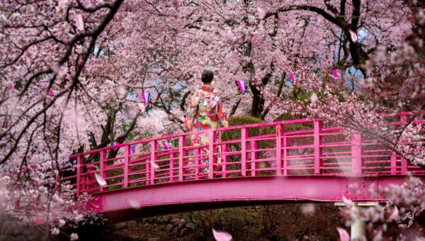 sakura
