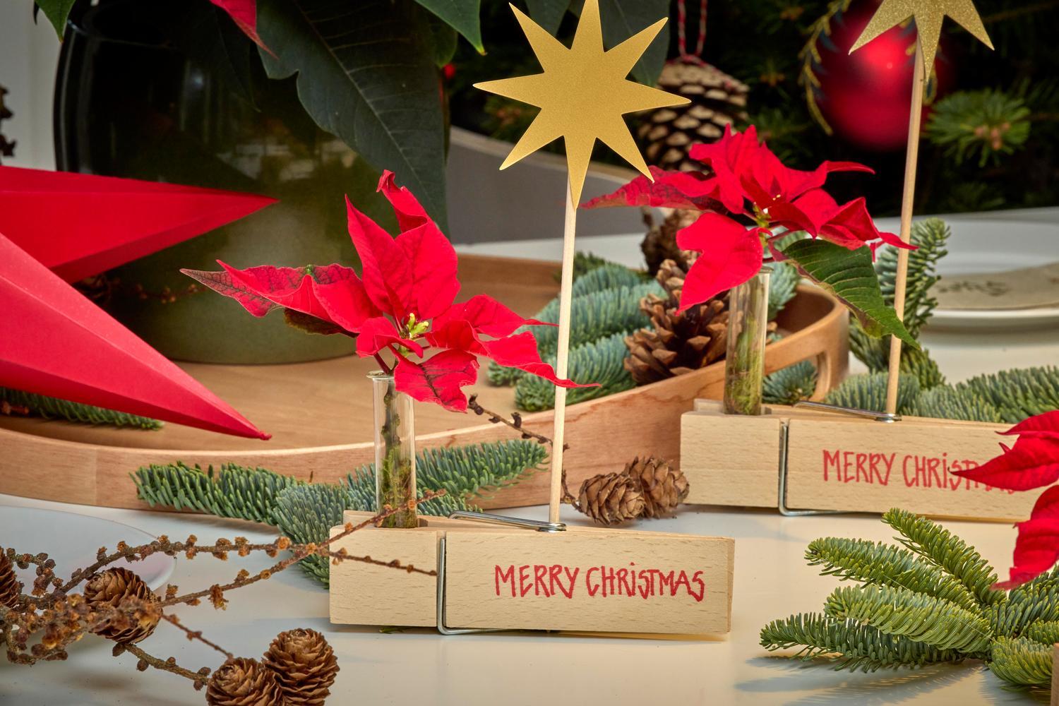 Stwórz naturalne i pełne uroku dekoracje stołu dzięki temu kreatywnemu pomysłowi – to świetna, spersonalizowana alternatywa dla klasycznych winietek. Za pomocą szablonu odrysuj ołówkiem cztery gwiazdki na złotym kartonie. Wytnij je nożyczkami, a następnie przyklej je klejem na gorąco do drewnianych patyczków do szaszłyków. Odstaw do ostygnięcia. Na czterech dużych drewnianych klamerkach napisz imiona lub krótkie wiadomości czerwonym flamastrem. Do każdej z czterech szklanych probówek włóż odrobinę świeżego mchu i dociśnij go na dno drugim patyczkiem. Napełnij probówki wodą, używając butelki ze specjalną końcówką. Umieść probówki w klamerkach i włóż do każdej z nich ciętą poinsecję. Na koniec wsuń patyczek z gwiazdką w sprężynę klamerki.Wskazówka: Zaraz po przycięciu zanurz końcówki łodyg poinsecji na kilka sekund w gorącej wodzie (ok. 60°C), a następnie od razu w zimnej. Dzięki temu pozostaną świeże nawet do dwóch tygodni.