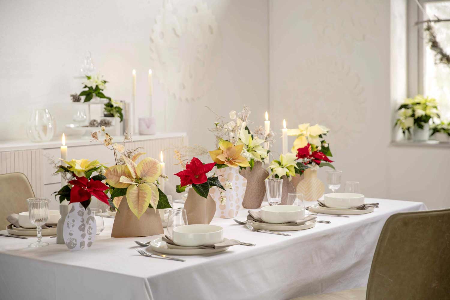 cięte białe poinsecje - dekoracja świąteczna