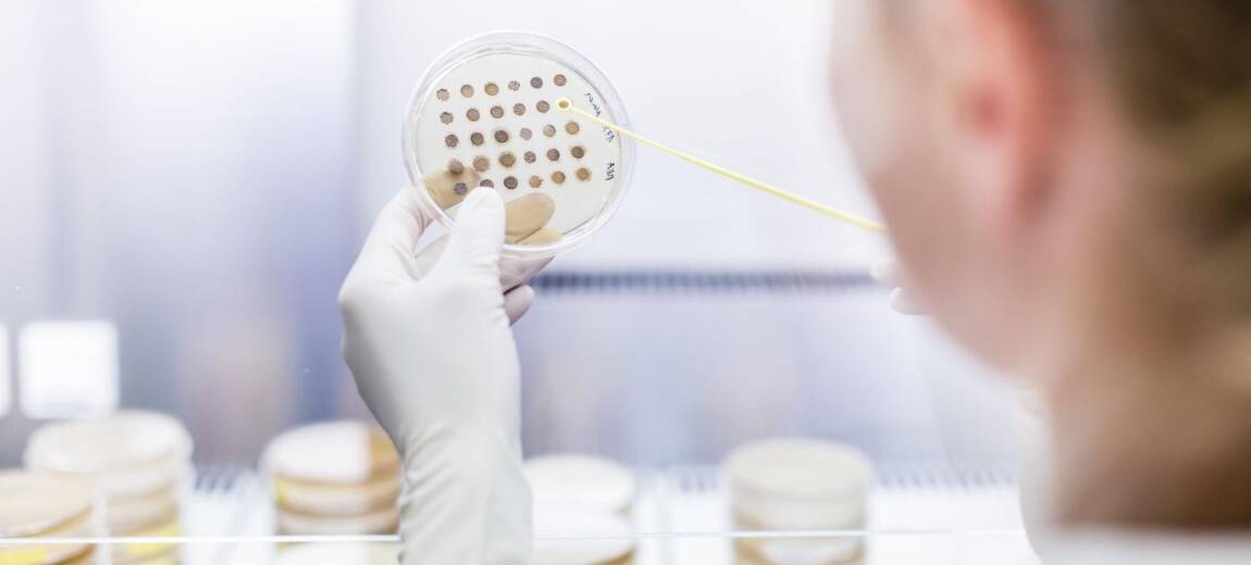 próbki żywności w laboratorium