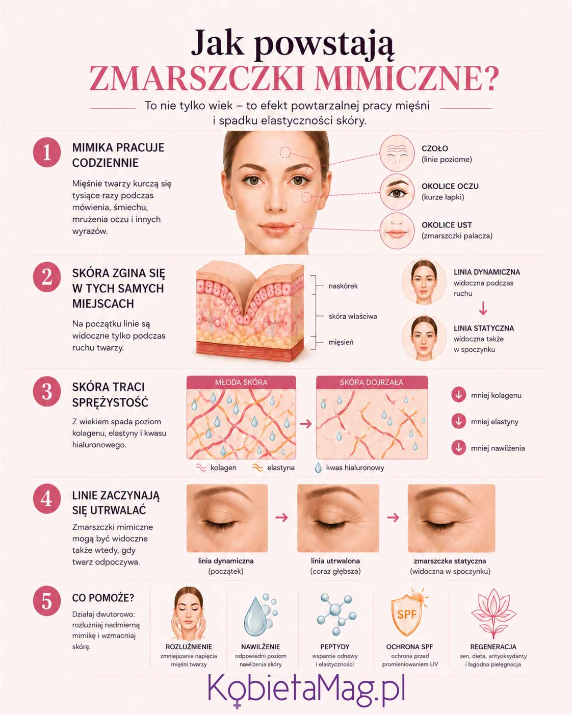 infografika-jak-powstają-zmarszczki