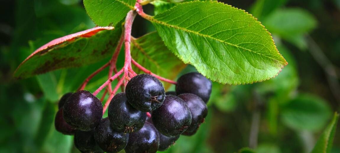 aronia
