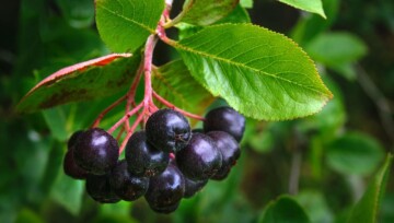 aronia