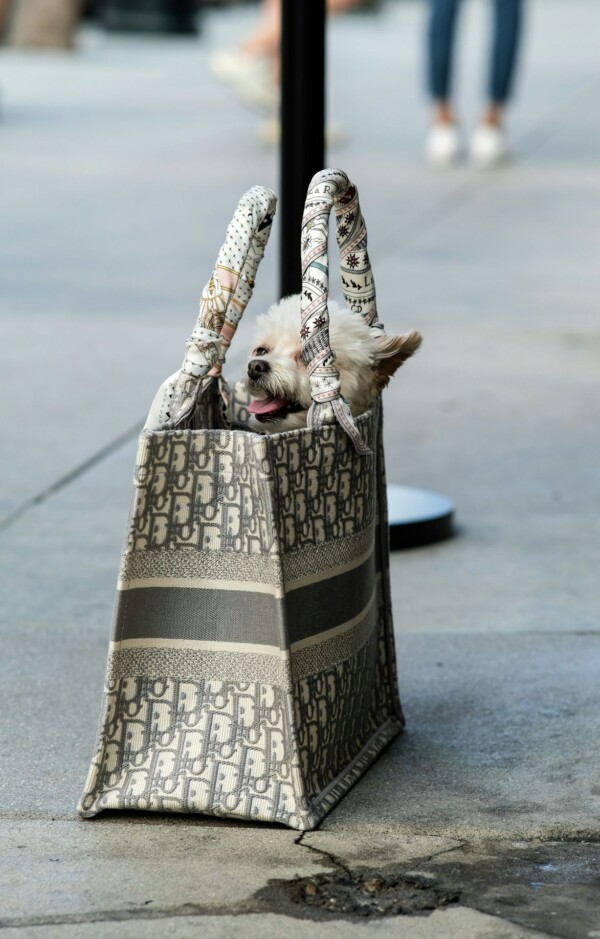 Model torebki Dior Book Tote