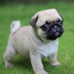 Mops